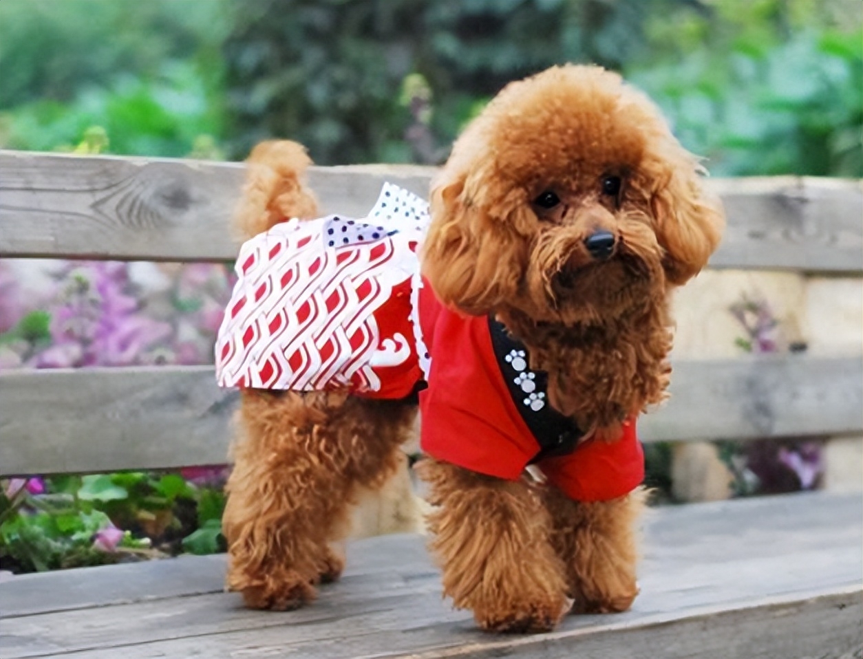 為什么越來越多人棄養(yǎng)“泰迪”？網(wǎng)友：這些缺點(diǎn)接受不了