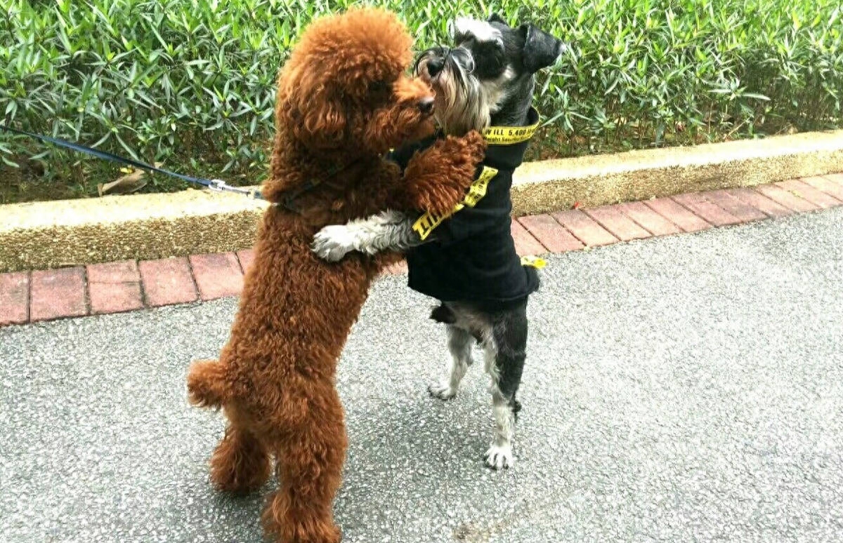 teddy泰迪幣_(tái)泰迪dog_泰迪狗一只多少錢