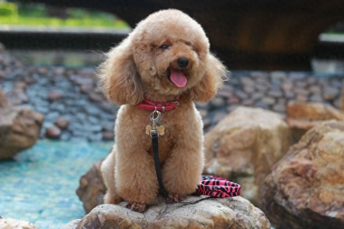 teddy泰迪幣_(tái)泰迪dog_泰迪狗一只多少錢