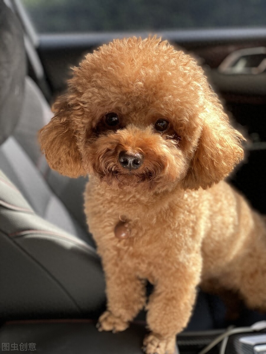 泰迪go_泰迪狗錢只_泰迪狗一只多少錢