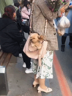 泰迪狗一只多少錢_泰迪狗錢只_泰迪go