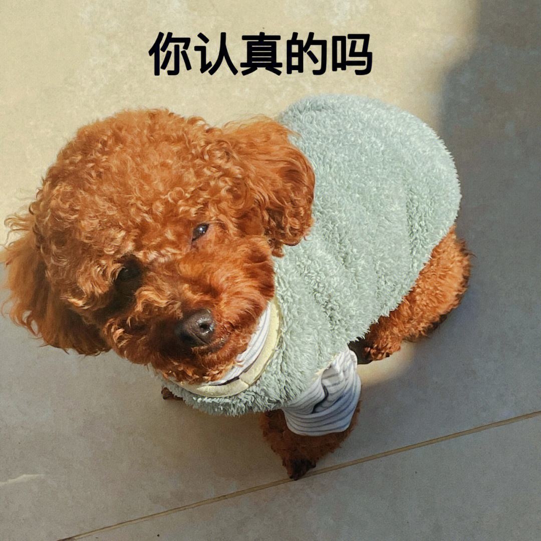 泰迪狗一只多少錢_teddy泰迪幣_泰迪go