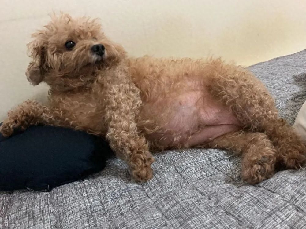 teddy泰迪幣_泰迪go_泰迪狗一只多少錢