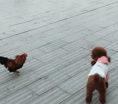 teddy泰迪幣_泰迪go_泰迪狗一只多少錢