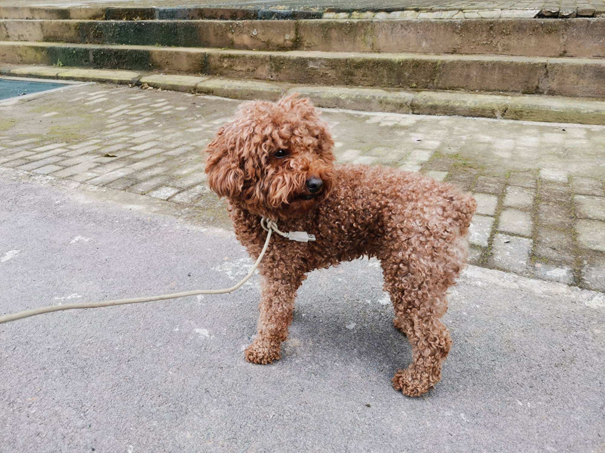 為什么“泰迪”頻頻被棄養(yǎng)？網(wǎng)友：這幾點(diǎn)真的受不了