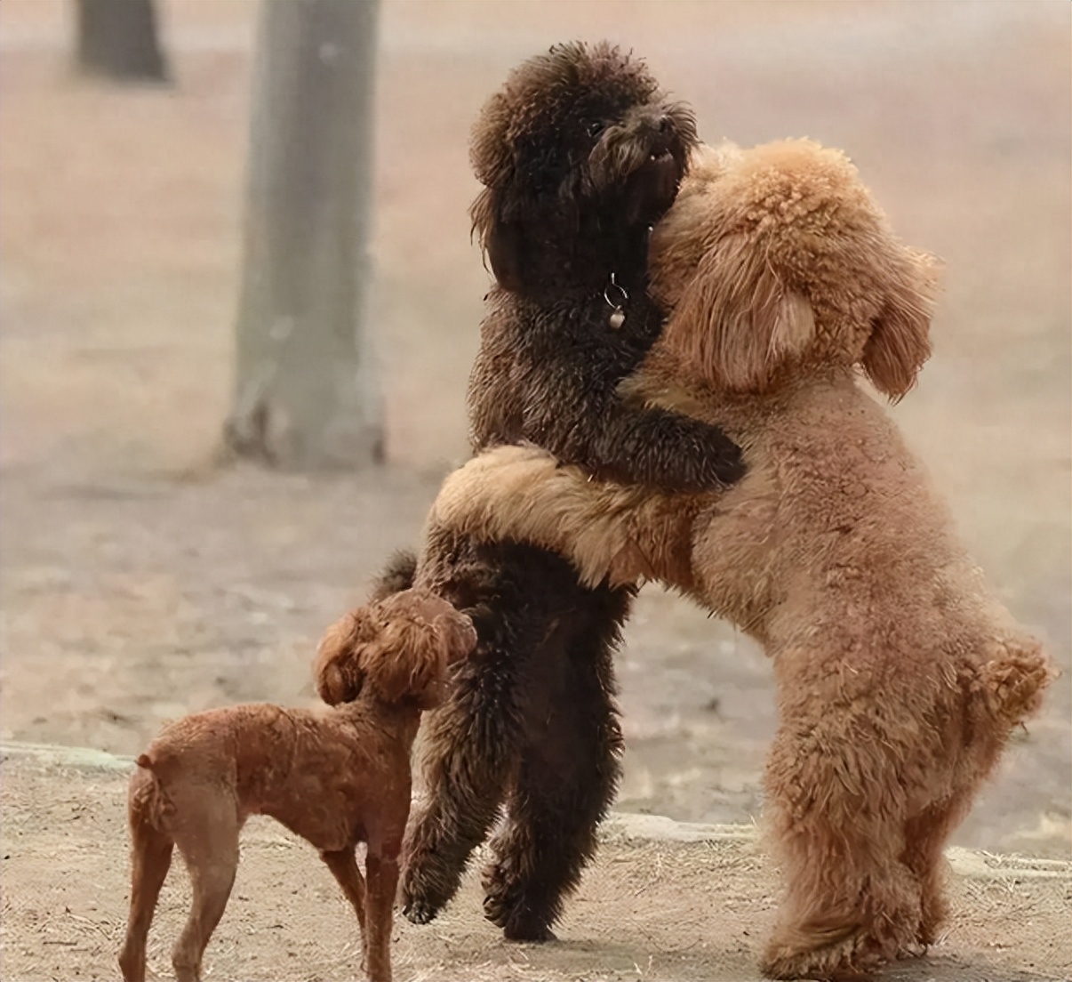 泰迪狗一只多少錢_泰迪go_泰迪dog