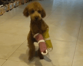 泰迪狗一只多少錢_泰迪dog_泰迪go