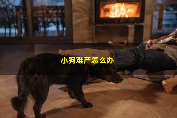 小狗難產(chǎn)怎么辦