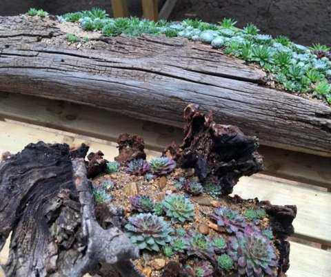 多肉放在車里會不會死_多肉養車里_車內種多肉