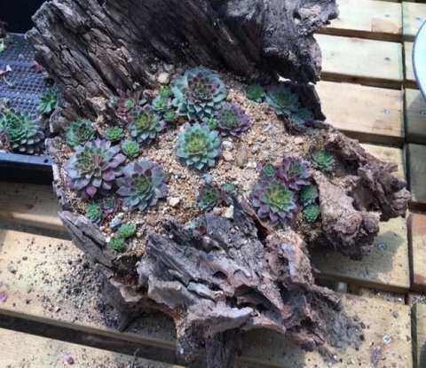 多肉放在車里會不會死_車內種多肉_多肉養車里