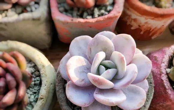 扒一扒和雪蓮有關的多肉，你養(yǎng)過哪幾種？