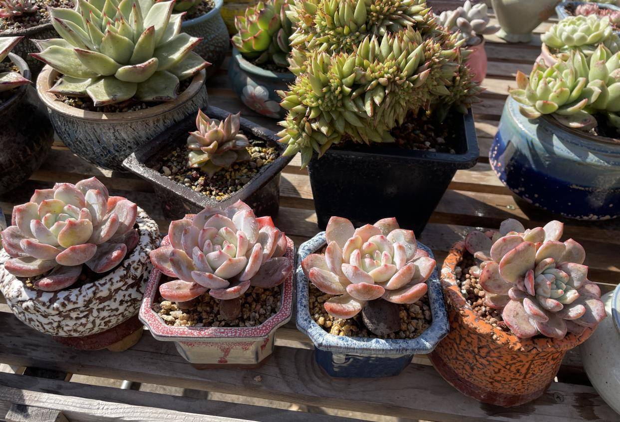 多肉有些什么品種_多肉有幾種品種_多肉有好多品種