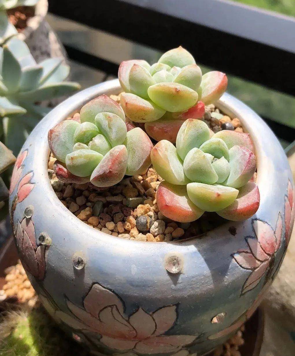 多肉有幾種品種_多肉有好多品種_多肉有些什么品種