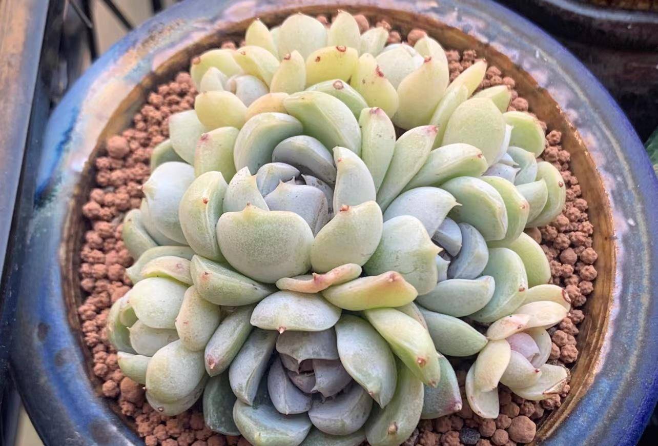 多肉有幾種品種_多肉有好多品種_多肉有些什么品種