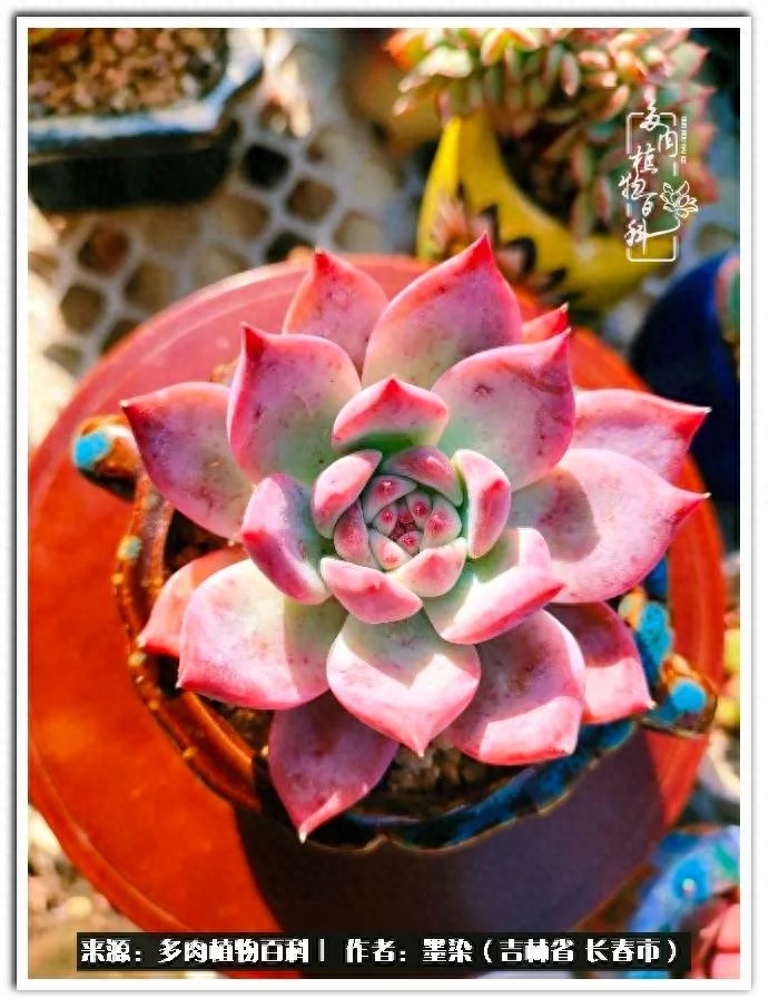 淡雪多肉怎么養_多肉淡雪徒長怎么辦_多肉植物淡雪好養嗎