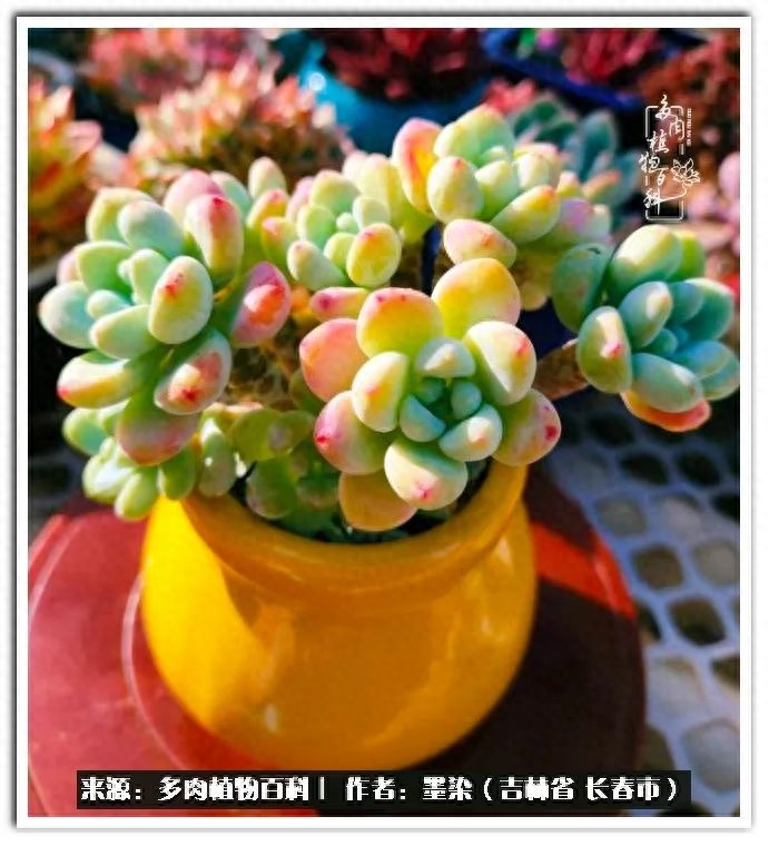 多肉植物淡雪好養嗎_多肉淡雪徒長怎么辦_淡雪多肉怎么養