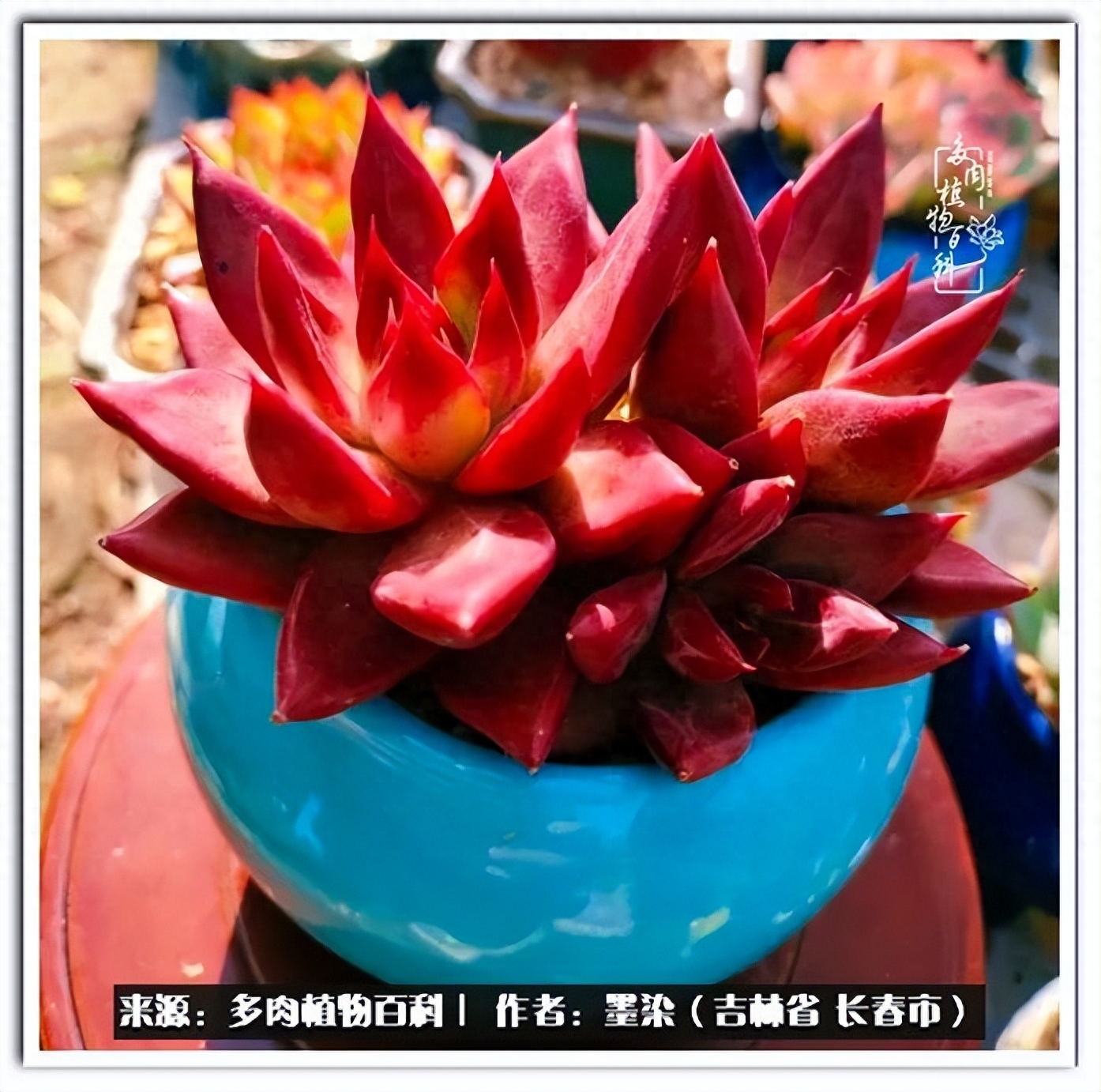 多肉淡雪徒長怎么辦_多肉植物淡雪好養嗎_淡雪多肉怎么養