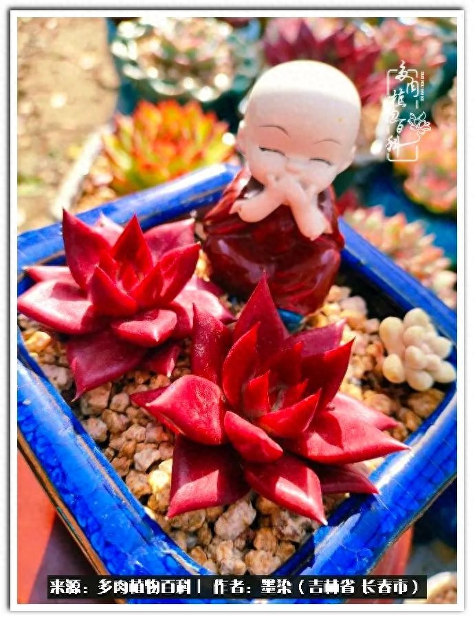 多肉植物淡雪好養嗎_多肉淡雪徒長怎么辦_淡雪多肉怎么養