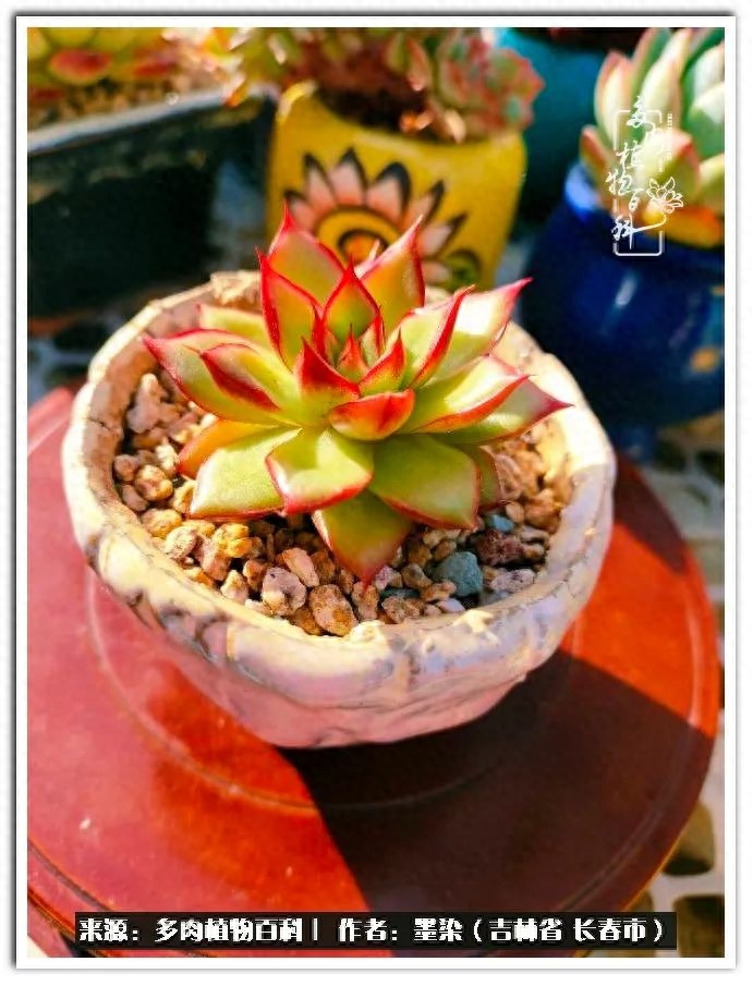 多肉淡雪徒長怎么辦_多肉植物淡雪好養嗎_淡雪多肉怎么養