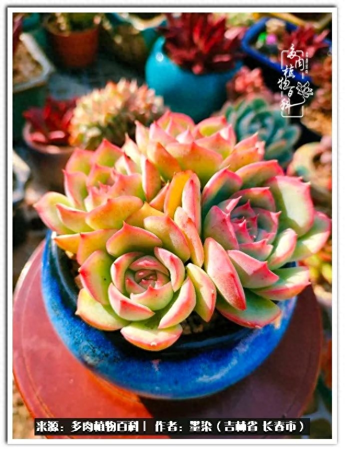 多肉植物淡雪好養嗎_淡雪多肉怎么養_多肉淡雪徒長怎么辦