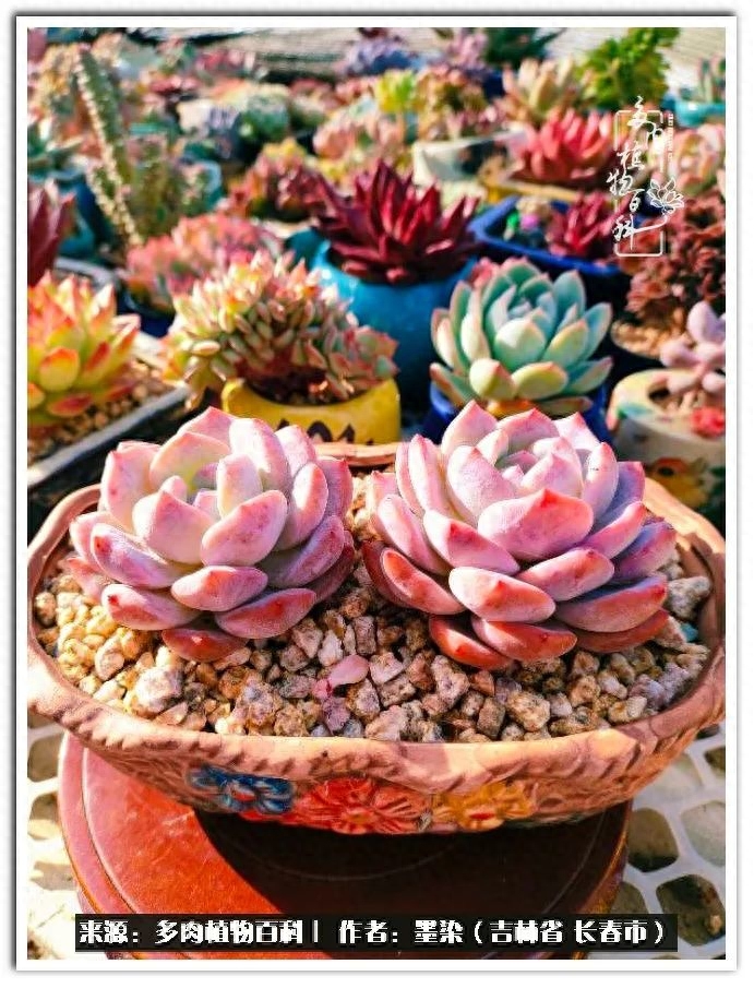 淡雪多肉怎么養_多肉植物淡雪好養嗎_多肉淡雪徒長怎么辦