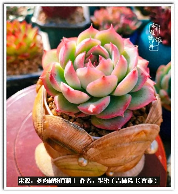 淡雪多肉怎么養_多肉植物淡雪好養嗎_多肉淡雪徒長怎么辦