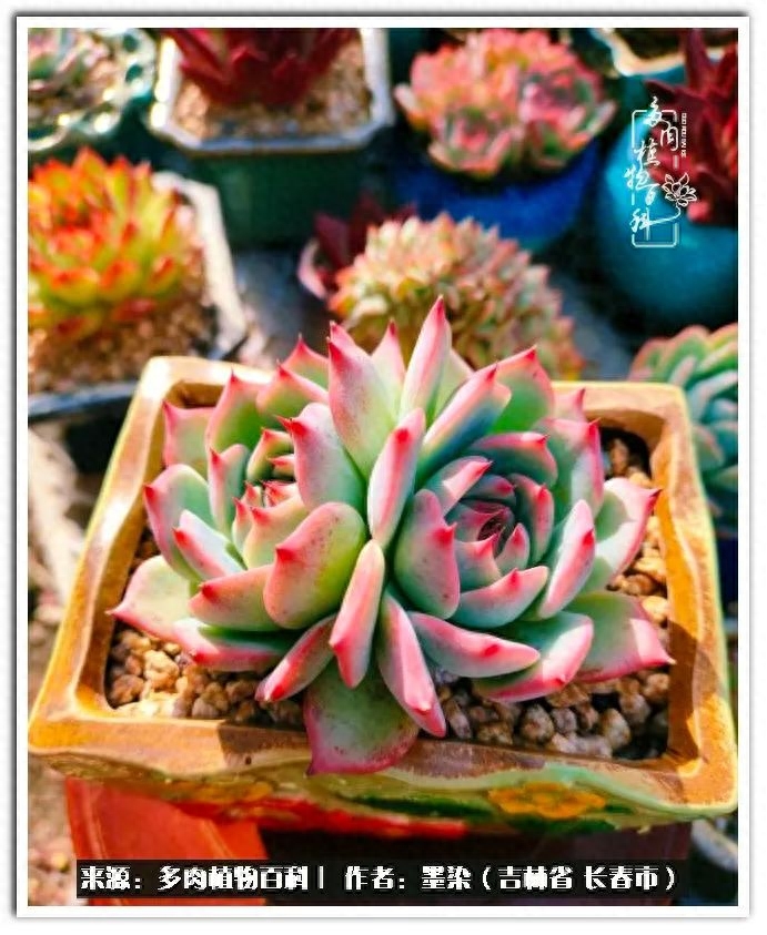 淡雪多肉怎么養_多肉植物淡雪好養嗎_多肉淡雪徒長怎么辦