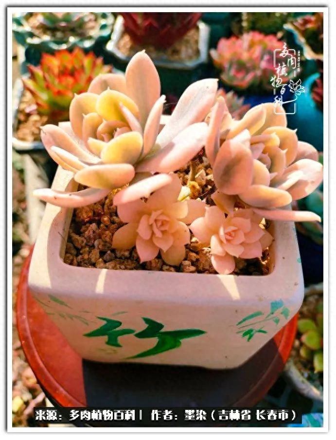 多肉植物淡雪好養嗎_多肉淡雪徒長怎么辦_淡雪多肉怎么養
