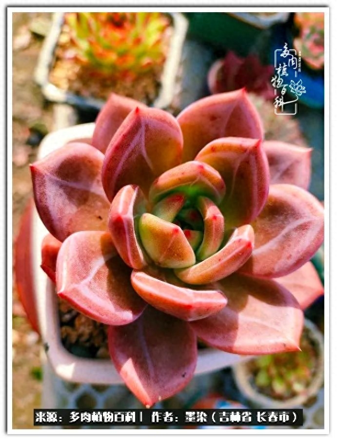 多肉淡雪徒長怎么辦_淡雪多肉怎么養_多肉植物淡雪好養嗎