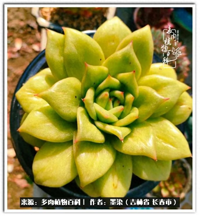 淡雪多肉怎么養_多肉淡雪徒長怎么辦_多肉植物淡雪好養嗎