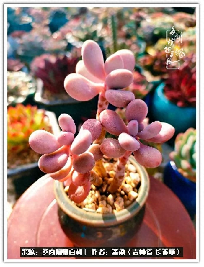 多肉植物淡雪好養嗎_淡雪多肉怎么養_多肉淡雪徒長怎么辦