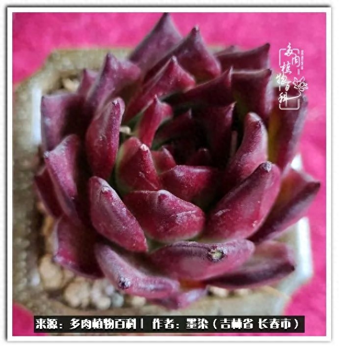 多肉淡雪徒長怎么辦_淡雪多肉怎么養_多肉植物淡雪好養嗎