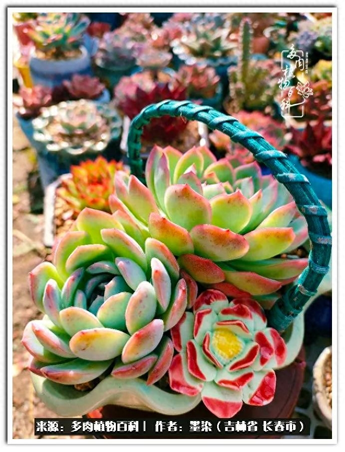 淡雪多肉怎么養_多肉淡雪徒長怎么辦_多肉植物淡雪好養嗎