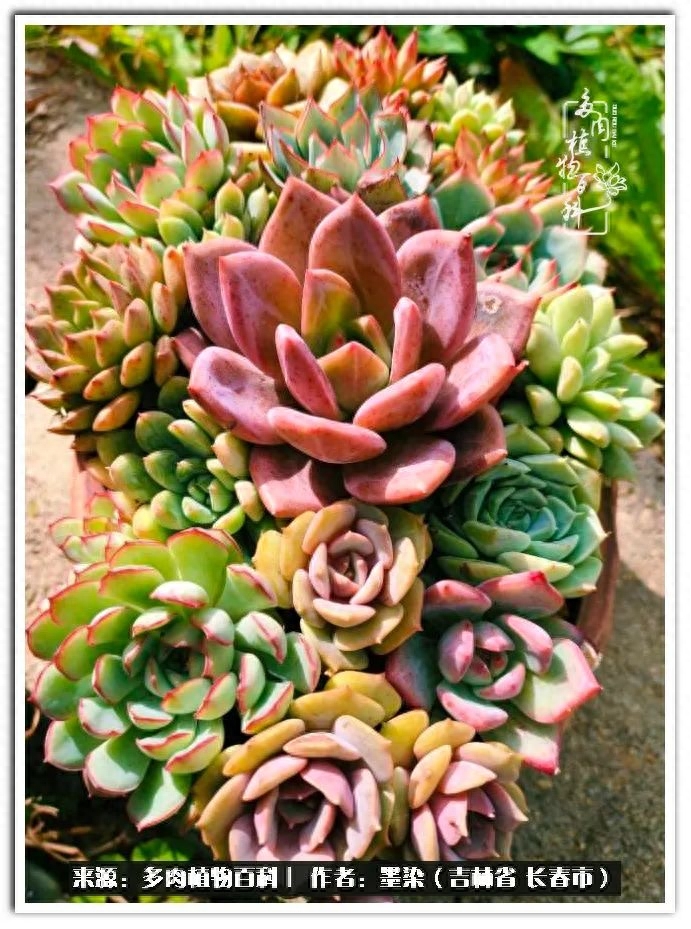 多肉淡雪徒長怎么辦_淡雪多肉怎么養_多肉植物淡雪好養嗎