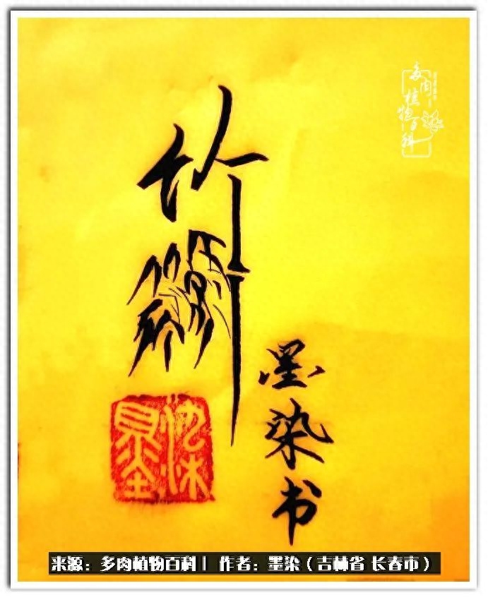 淡雪多肉怎么養_多肉淡雪徒長怎么辦_多肉植物淡雪好養嗎