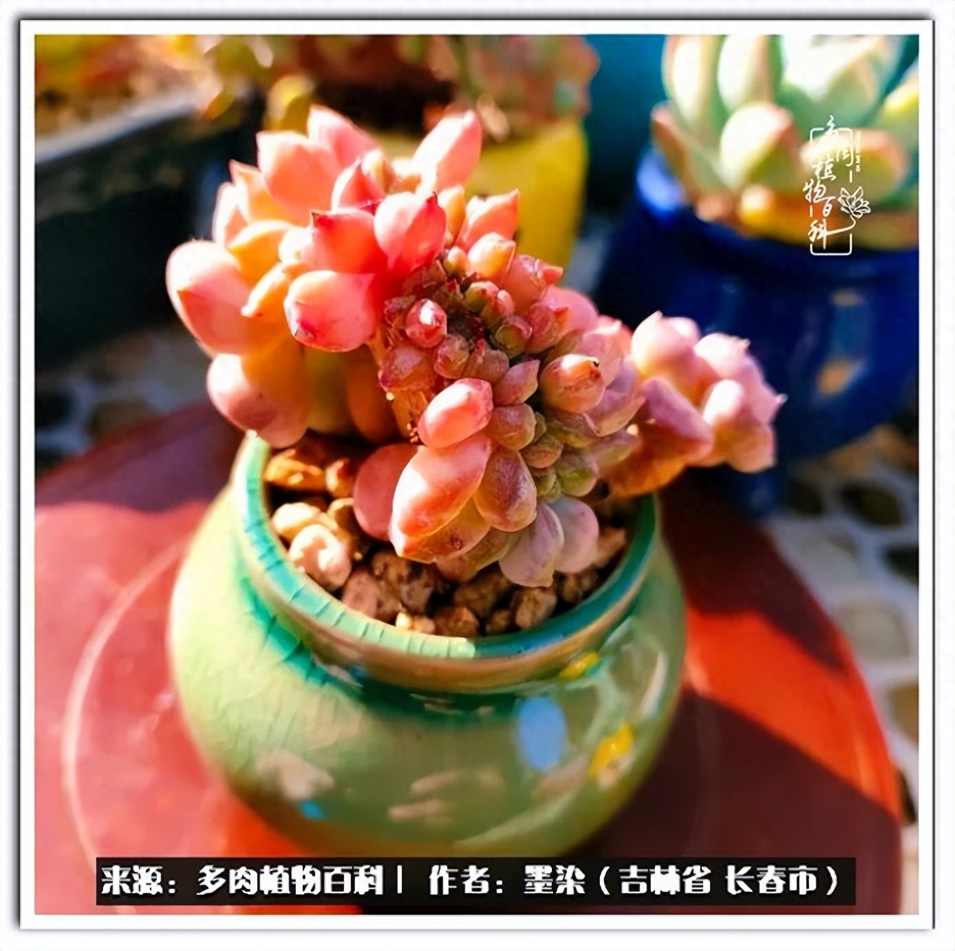 多肉植物淡雪好養嗎_淡雪多肉怎么養_多肉淡雪徒長怎么辦