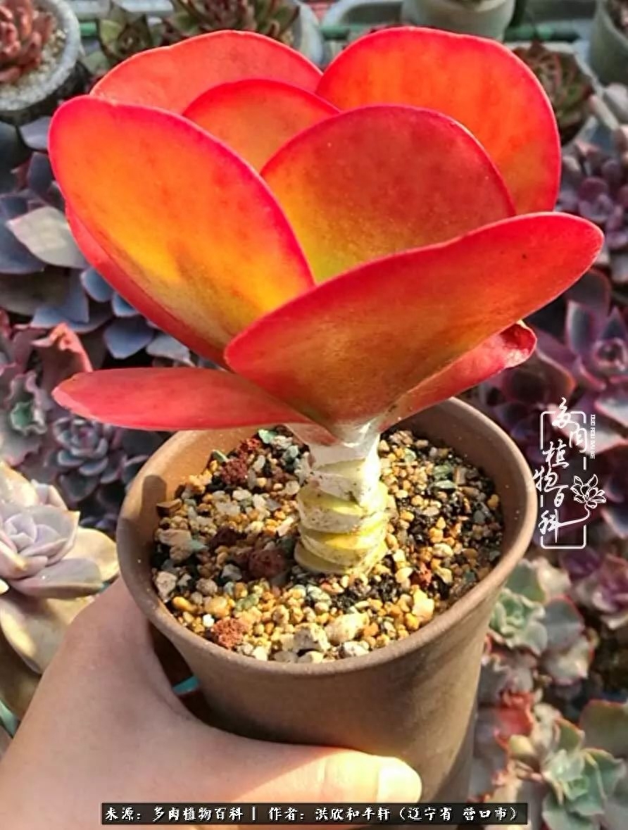 焜黃華葉衰，多肉美如畫！秋末冬初多肉們的繽紛呈現