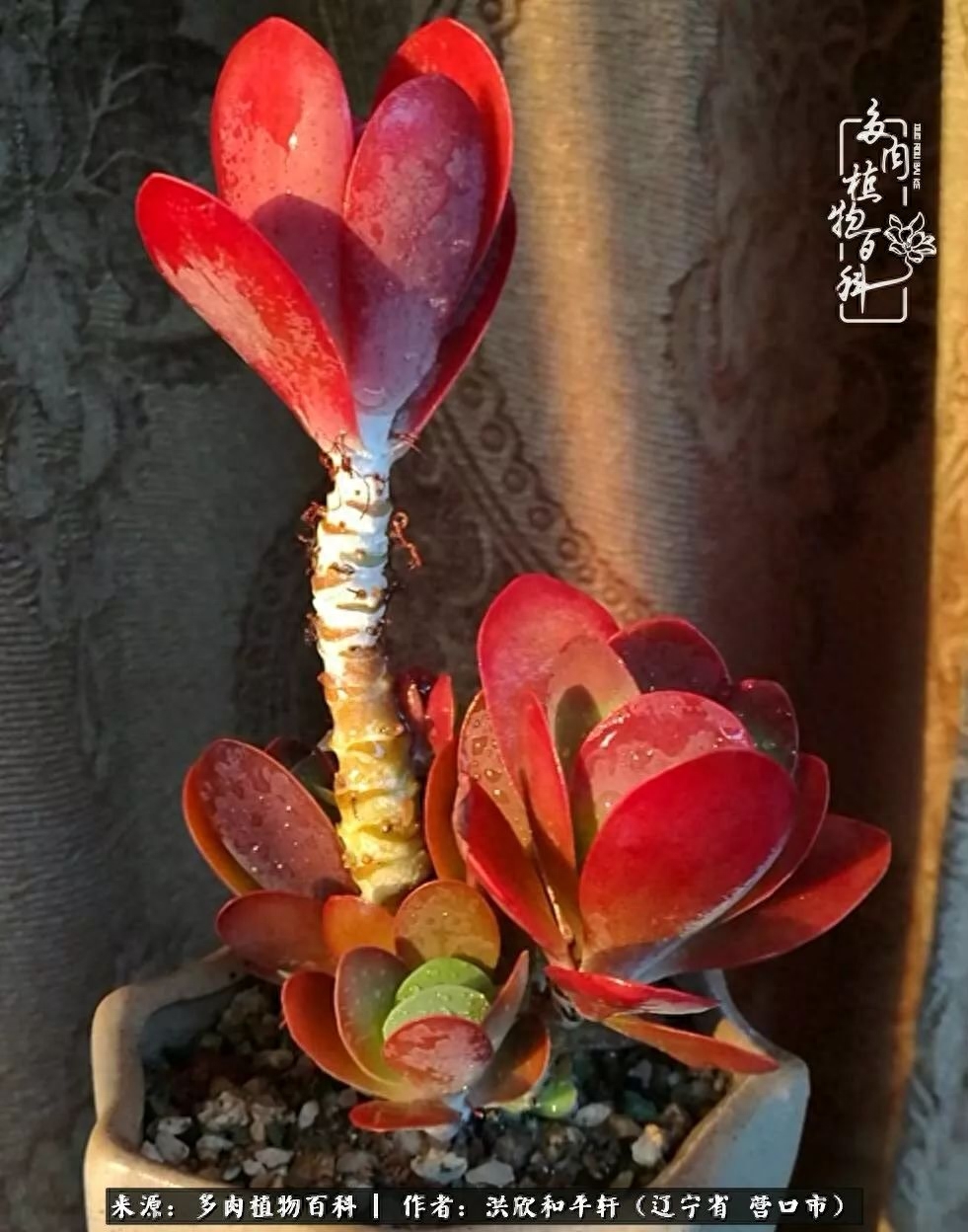 淡雪多肉怎么養(yǎng)_淡雪多肉怎么養(yǎng)_淡雪多肉怎么養(yǎng)