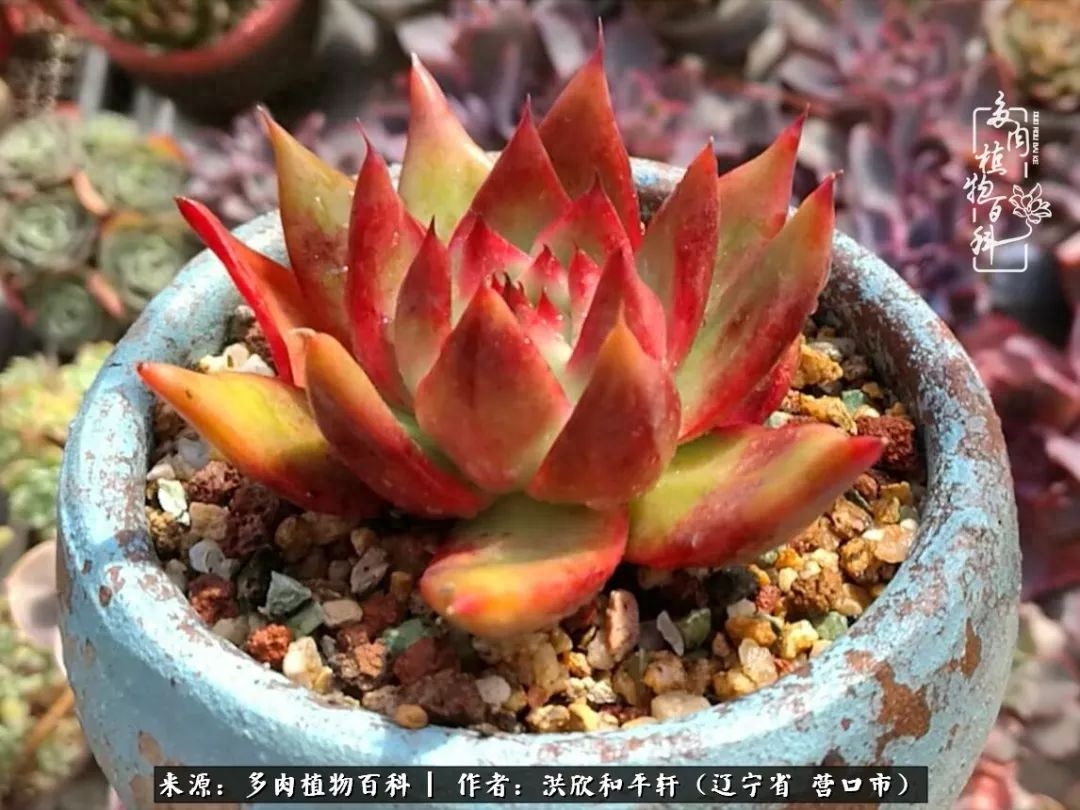 淡雪多肉怎么養(yǎng)_淡雪多肉怎么養(yǎng)_淡雪多肉怎么養(yǎng)