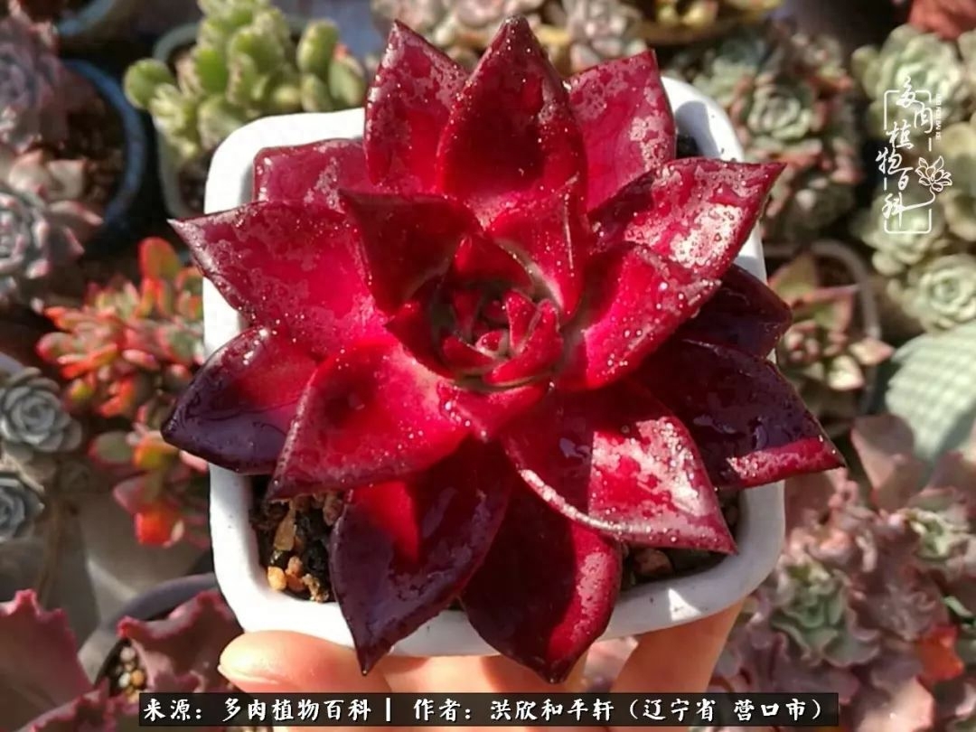 淡雪多肉怎么養(yǎng)_淡雪多肉怎么養(yǎng)_淡雪多肉怎么養(yǎng)