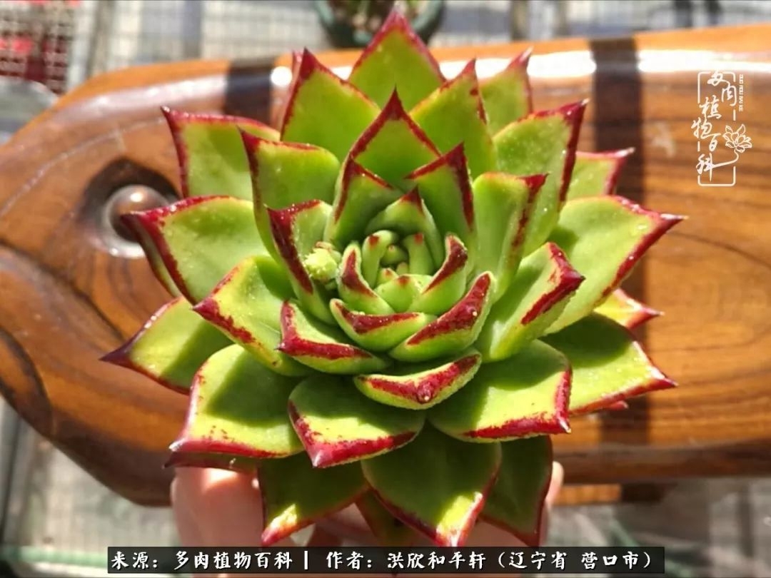 淡雪多肉怎么養(yǎng)_淡雪多肉怎么養(yǎng)_淡雪多肉怎么養(yǎng)