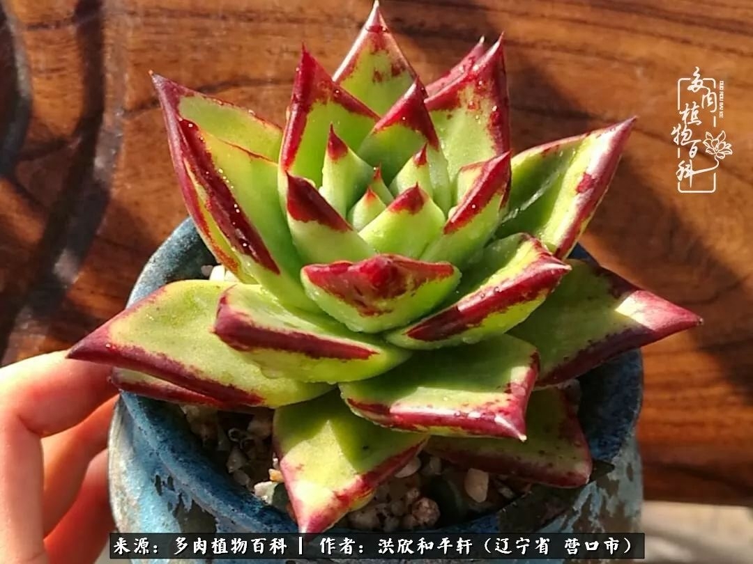 淡雪多肉怎么養(yǎng)_淡雪多肉怎么養(yǎng)_淡雪多肉怎么養(yǎng)