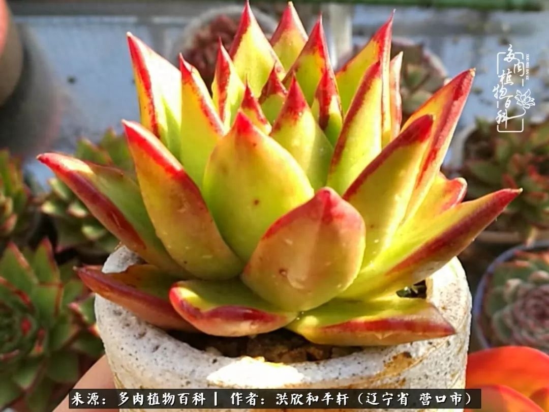 淡雪多肉怎么養(yǎng)_淡雪多肉怎么養(yǎng)_淡雪多肉怎么養(yǎng)