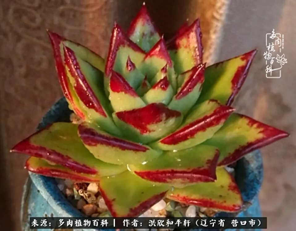 淡雪多肉怎么養(yǎng)_淡雪多肉怎么養(yǎng)_淡雪多肉怎么養(yǎng)