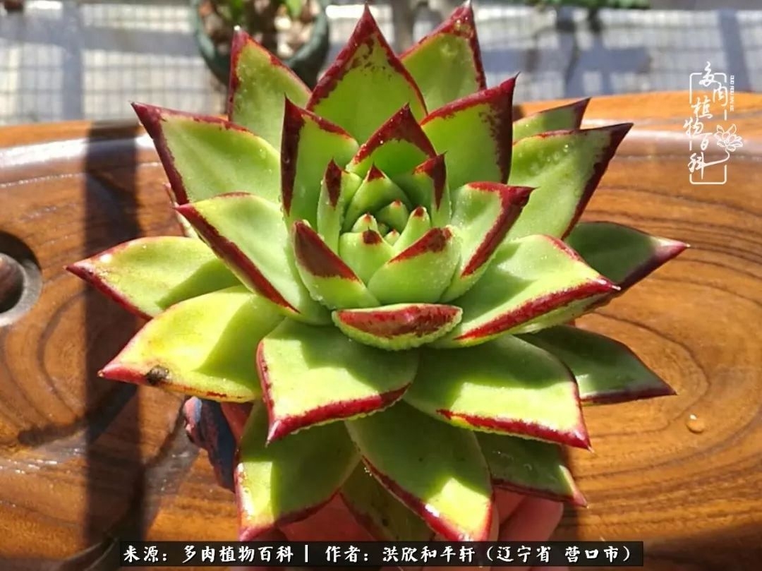 淡雪多肉怎么養(yǎng)_淡雪多肉怎么養(yǎng)_淡雪多肉怎么養(yǎng)