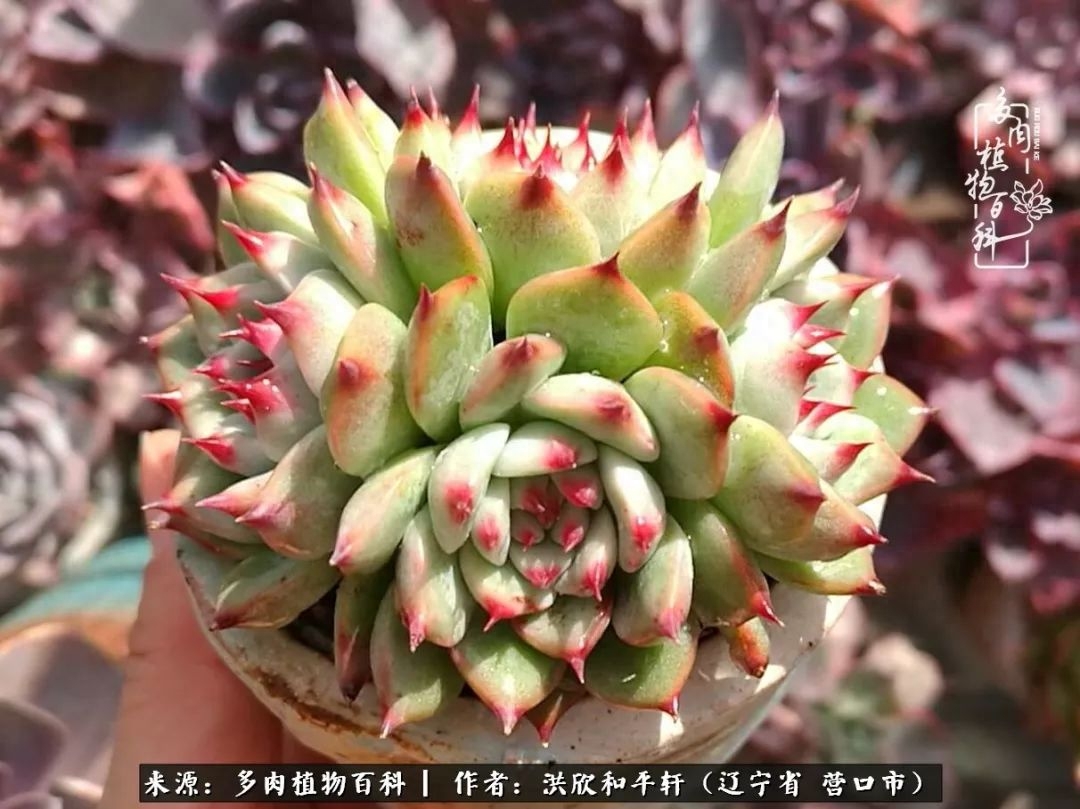 淡雪多肉怎么養(yǎng)_淡雪多肉怎么養(yǎng)_淡雪多肉怎么養(yǎng)