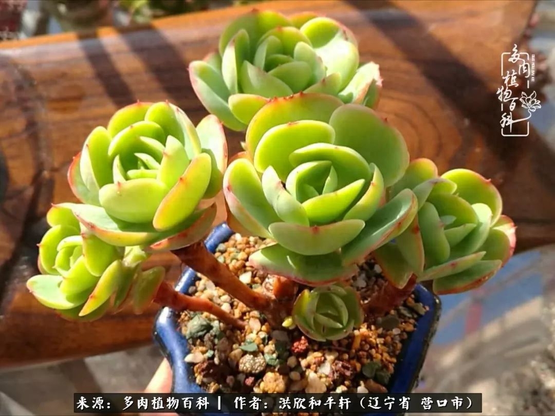淡雪多肉怎么養(yǎng)_淡雪多肉怎么養(yǎng)_淡雪多肉怎么養(yǎng)