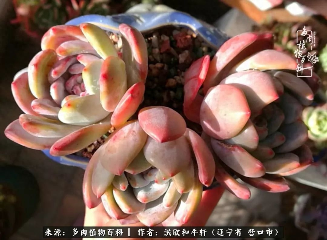 淡雪多肉怎么養(yǎng)_淡雪多肉怎么養(yǎng)_淡雪多肉怎么養(yǎng)