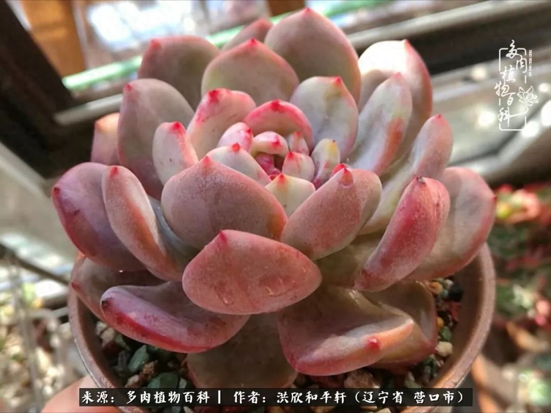 淡雪多肉怎么養(yǎng)_淡雪多肉怎么養(yǎng)_淡雪多肉怎么養(yǎng)