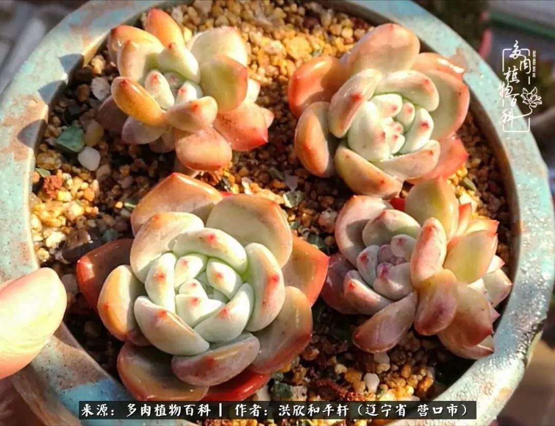 淡雪多肉怎么養(yǎng)_淡雪多肉怎么養(yǎng)_淡雪多肉怎么養(yǎng)